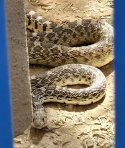 2026-08-05-Lucys-Latest-Snake-crop