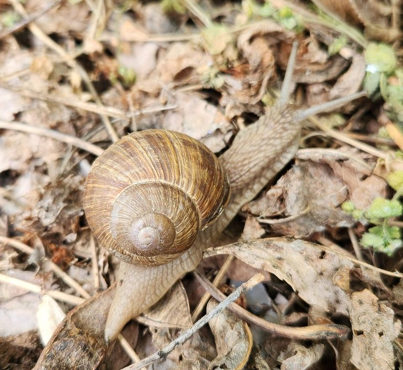 2024-Czech-snail-DGabaldon-crop
