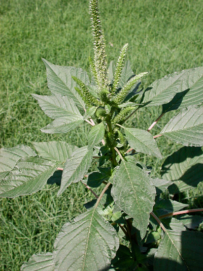 Amaranthus_palmeri