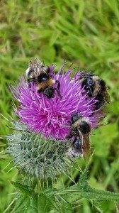 BeesOnThistle-LHudson