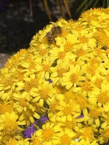 2018-06-11-bees-daisies-FB-DG