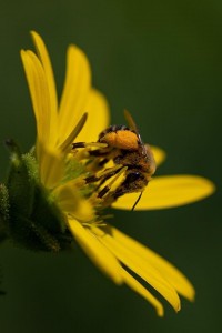 bees-image