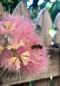 Image of bee and flowers by Haylie Stanhope.