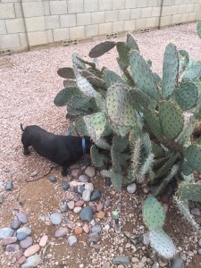 Diana's dog JJ and a prickly pear.