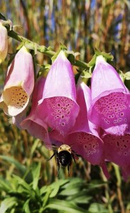 2019-applebaum-bee-in-foxglove