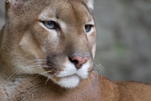 Puma_face-web