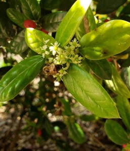 Image of bee on plant by L. Cornwell