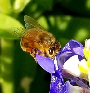 Bee on Texas Bluebonnet from A.L. Dallas