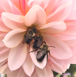 20191017-EKelly-Bees-crop