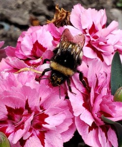 BEES-AGoodFriend-Valdemar-crop