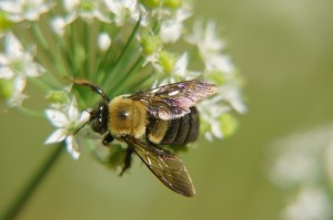 2020-05-23-bee-image