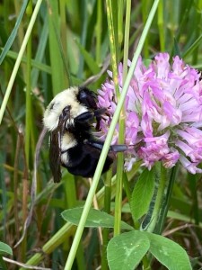 2020-06-bee-line-singing