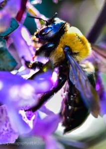 2020-10-12-BEES-image
