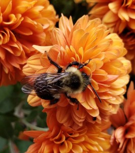 2020-11-20-bees-pic-2.jpg