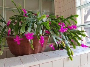 2021-01-01-DG-Christmas-cactus