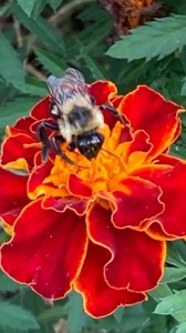 2021-01-11-bees-photo