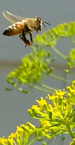 2021-05-01-DG-bee-image-crop