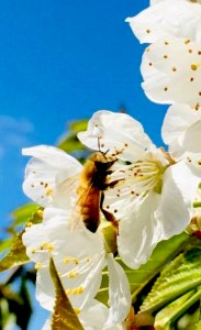 bees-white-flower-crop