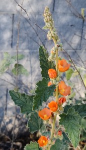 2022-02-10-lead-balloon-flowers-crop