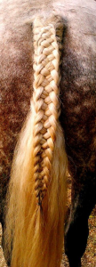 braided-horse-tail-crop