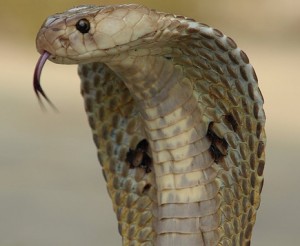 indian-speckled-cobra-wikipedia