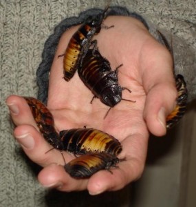 roaches-wikipedia