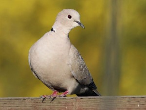 dove-bird-in-the-hand