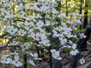 Cornus_florida_Arkansas-Eric-Hunt