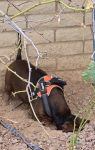 2024-12-08-Lucy-digging-DG-crop