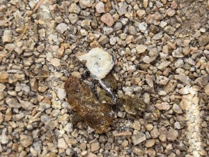 2025-05-28-Snake-Poop-DGabaldon