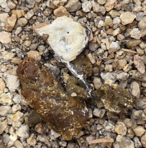 2025-05-28-Snake-Poop-DGabaldon-crop
