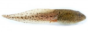 greenfrog-tadpole-wikipedia