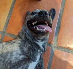 2025-12-22-Arby-hyena-grin-crop