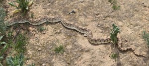 2026-02-13-DG-snake-banner-crop