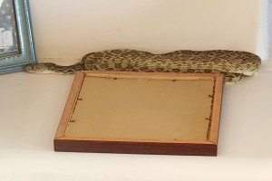 2026-DGabaldon-snake-in-house