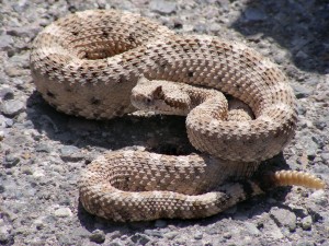 Crotalus_cerastes_mesquite_springs_CA-2