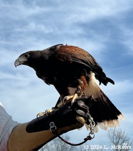 2024-Eagle-in-hand-IMG_6207-LMcKibben